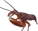 american lobster