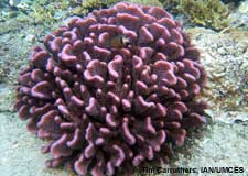 cauliflower coral