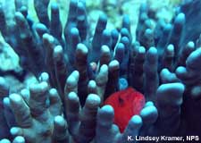 finger coral