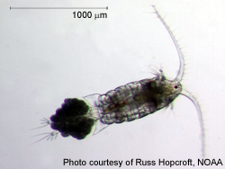 copepod