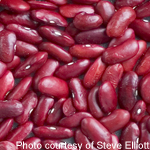 Kidney Bean