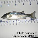 measuring a juvenile