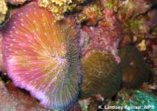 mushroom coral