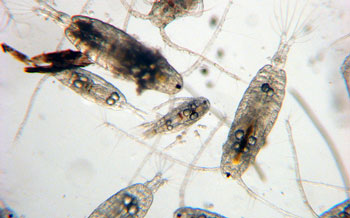 copepod