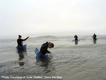 Seagrass buoy deployment