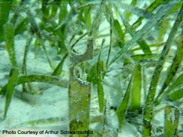 Leaf fish bite