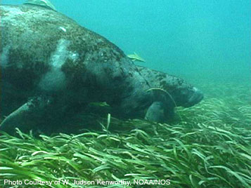 Manatees