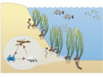 seagrass habitat