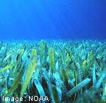 seagrass meadow