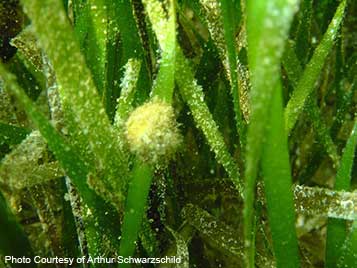 Snail on seagrass leaf