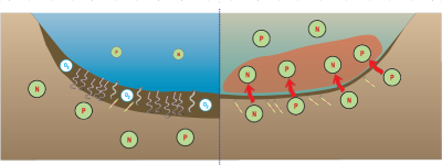 diagram of burrowing animals in the dead zone