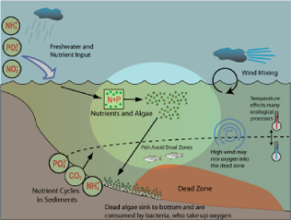 diagram of how biologists study dead zones