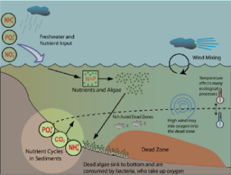 diagram of how chemists study dead zones