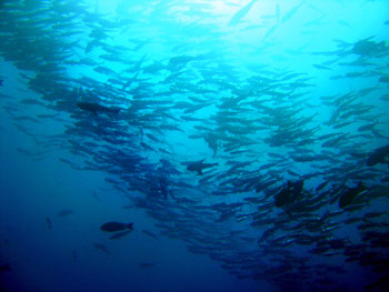 school of fish