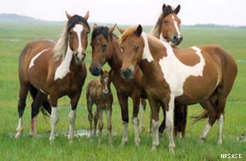 wild horses