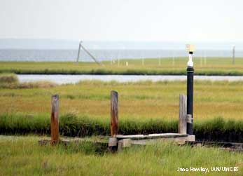 salt marsh monitoring