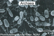 archaea