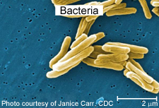 bacteria