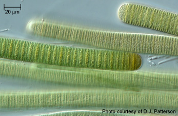 Cyanobacteria