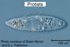 protist